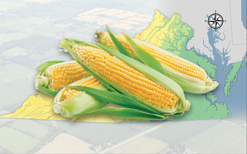 Corn