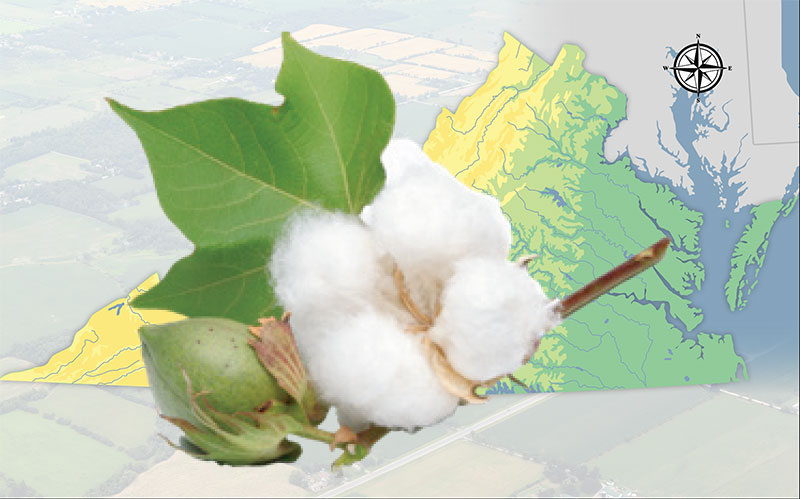 Cotton