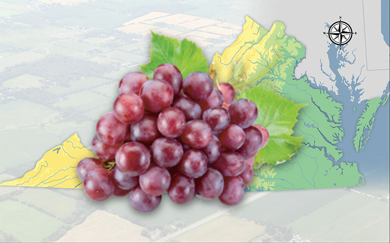 Grapes