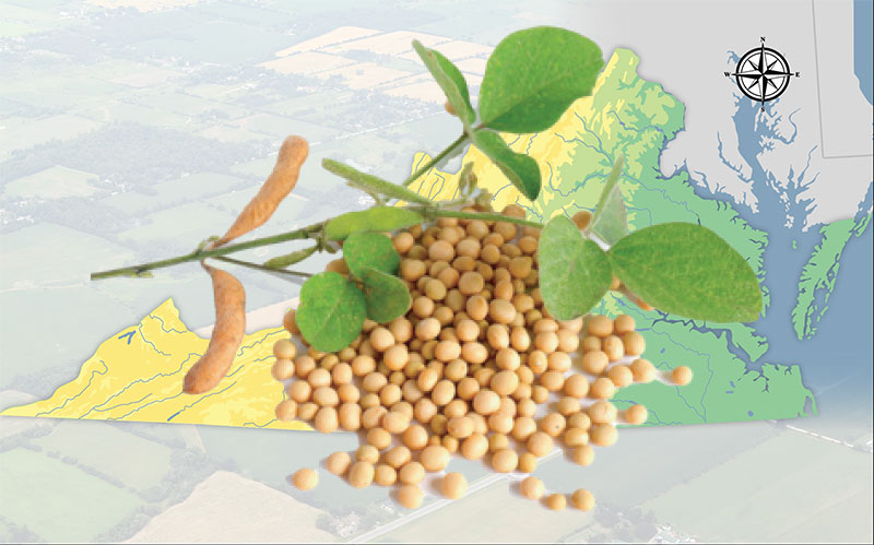 Soybeans