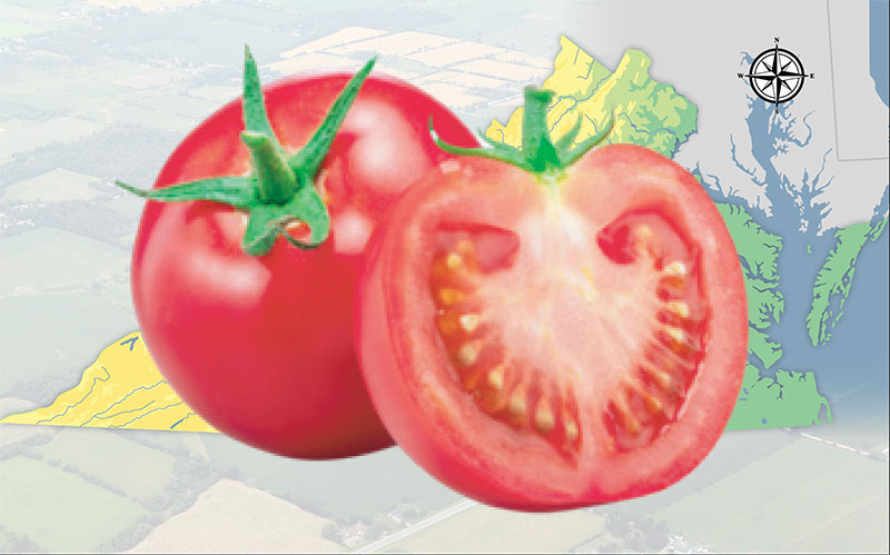 Tomatoes