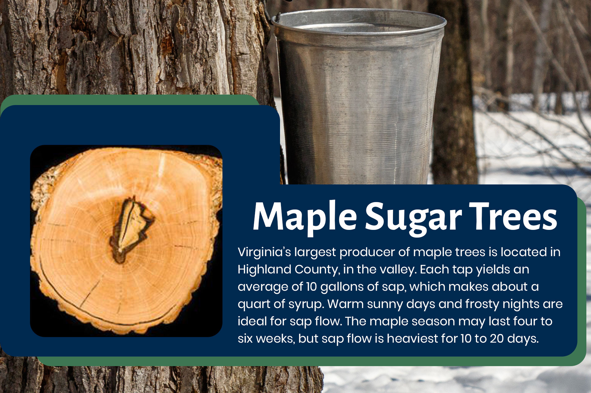 Maple Sugar Trees