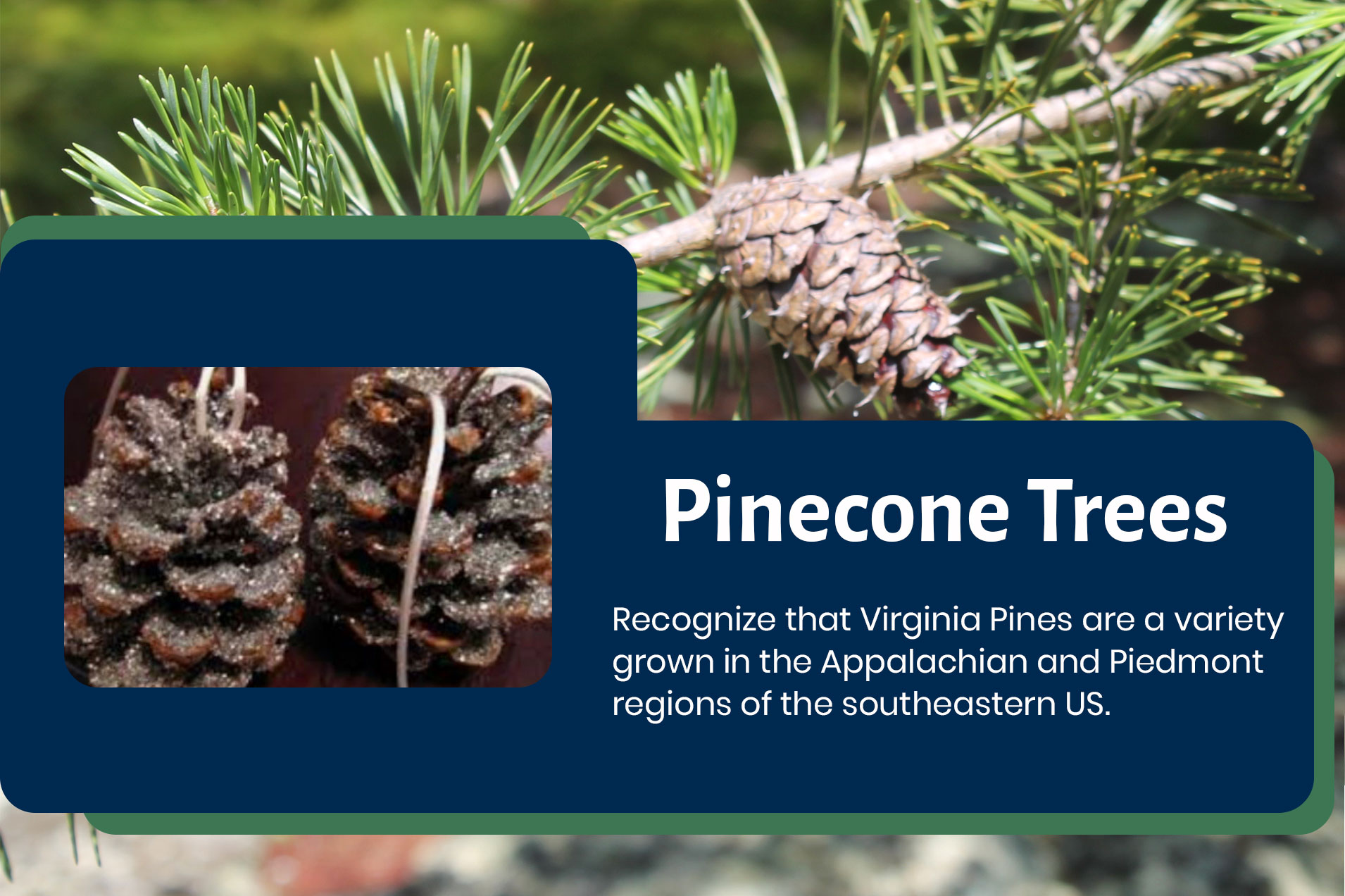 Pinecone Trees