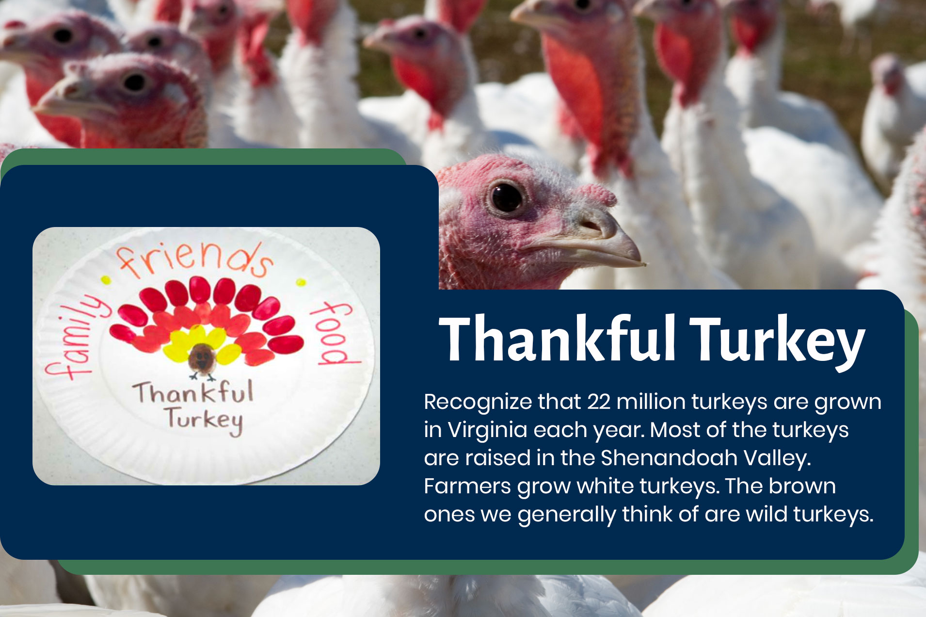 Thankful Turkey